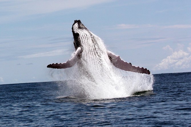 Humpback Whale Season in Costa Rica