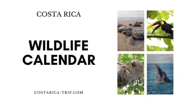 Wildlife in Costa Rica