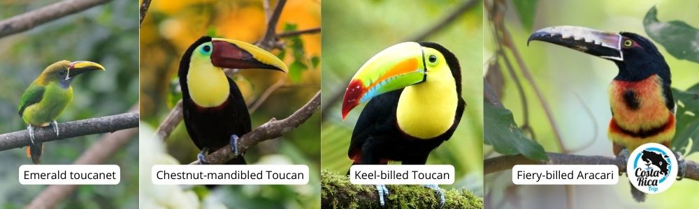 Costa Rica Wildlife Species of Toucans