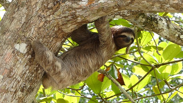 Wildlife in Costa Rica