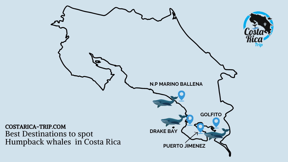 Best Whale Watching Destinations in Costa Rica