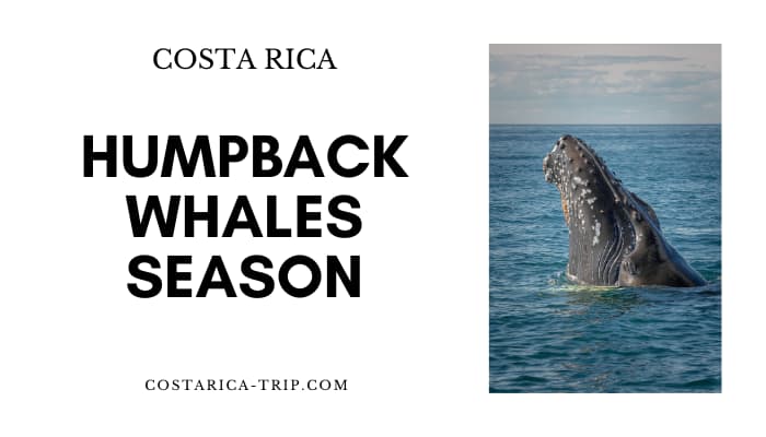Humpback Whale jumping in Costa Rica Ocean