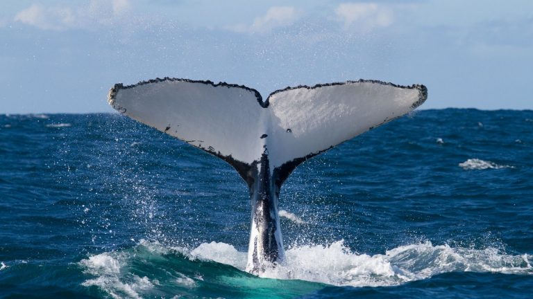 Whale Watching in Costa Rica - Humpback Whales Season