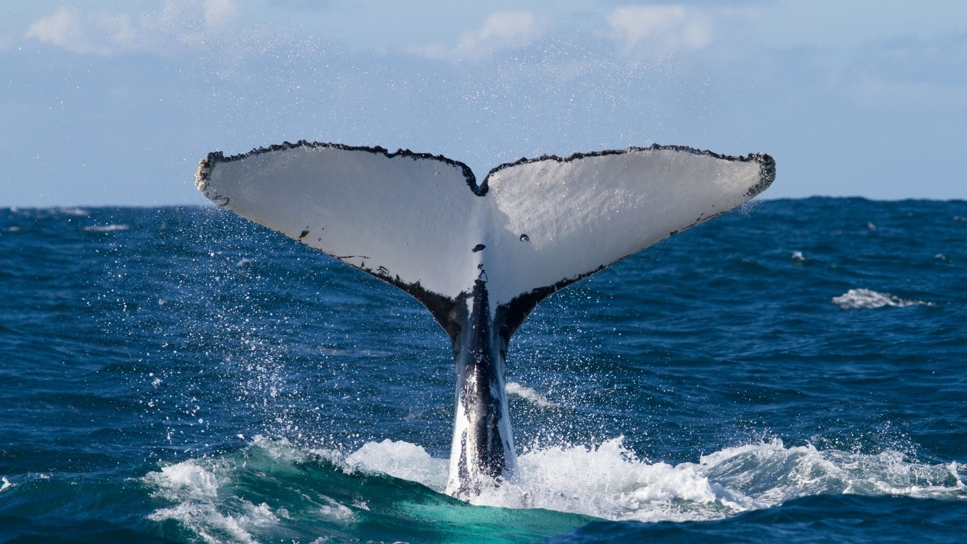Whale Watching Costa Rica