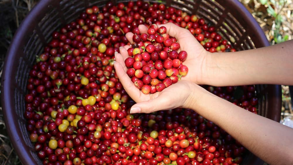 Best Coffee Tours in Costa Rica