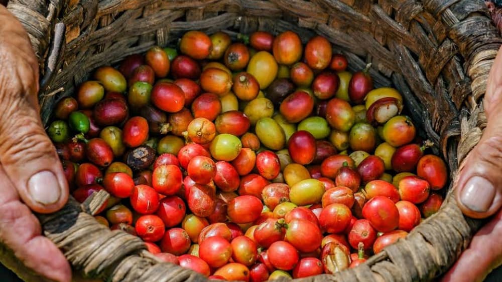 Best Coffee Tours in Costa Rica