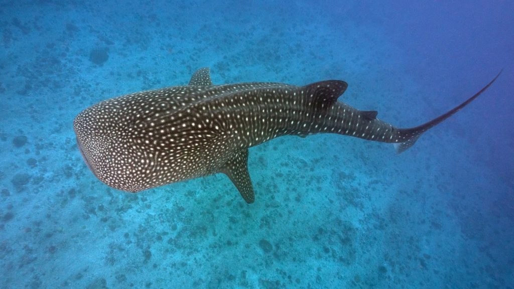 Best time for Scuba Dive in Costa Rica