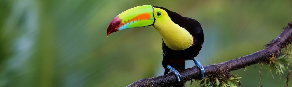 Costa Rica Trip Colorful Birds