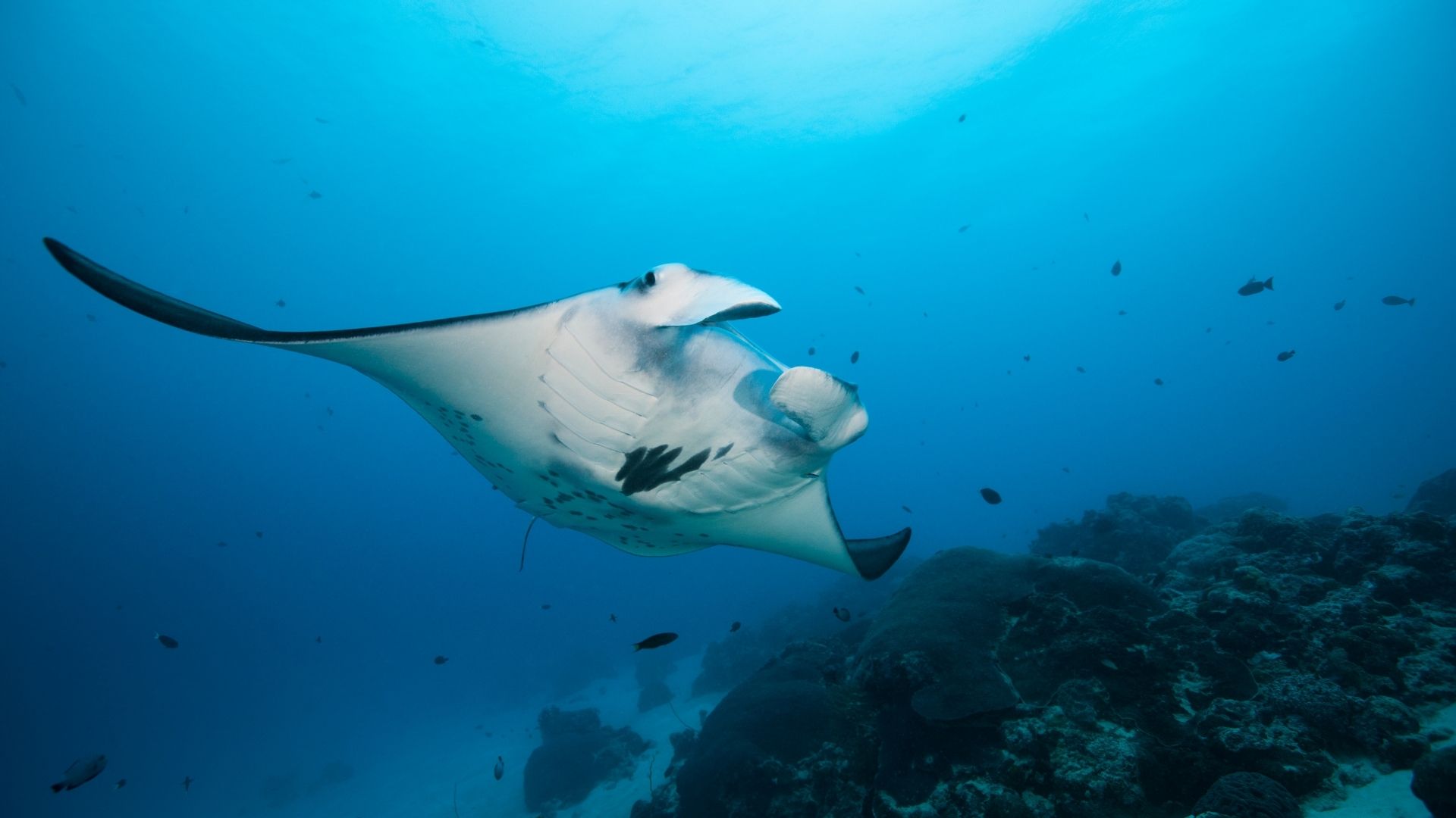 Giant Pacific Ray in Playa Flamingo, Costa Rica during PADI certification