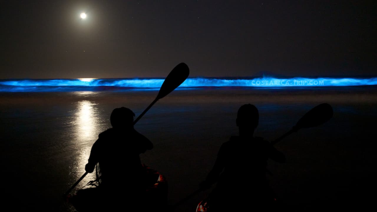 bioluminescence costa rica