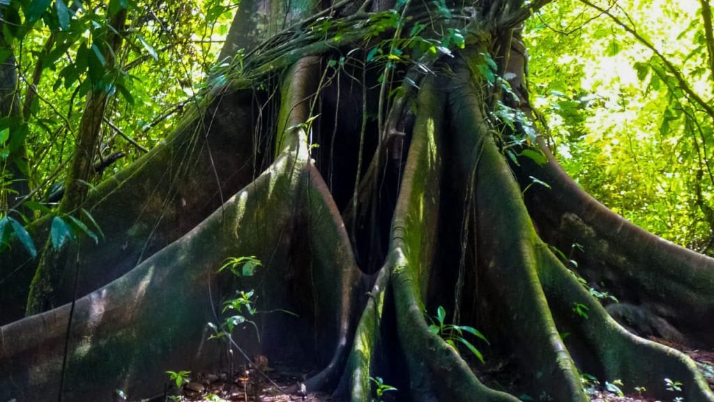 Da Corcovado un coupon di sconto di 30 Euro a soli 14 per una cena di coppia.  Aria do Brazil! - Corcovado