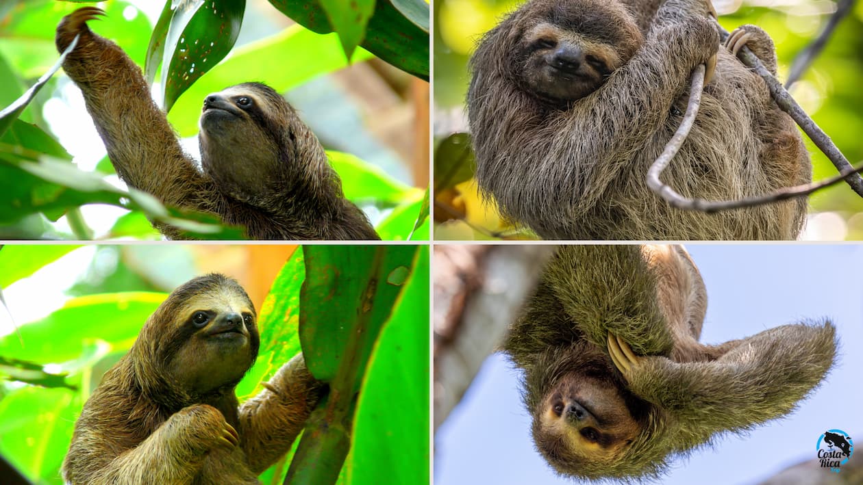 Arenal Sloth Tour